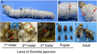 Effect of Tachinid Parasitoid Exorista japonica on the Larval Development and Pupation of the Host Silkworm Bombyx mori